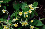 Cowslip primrose